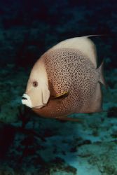 Grey Angelfish. Cozumel. Fly-by-shooting in the current. by Jacques Miller 